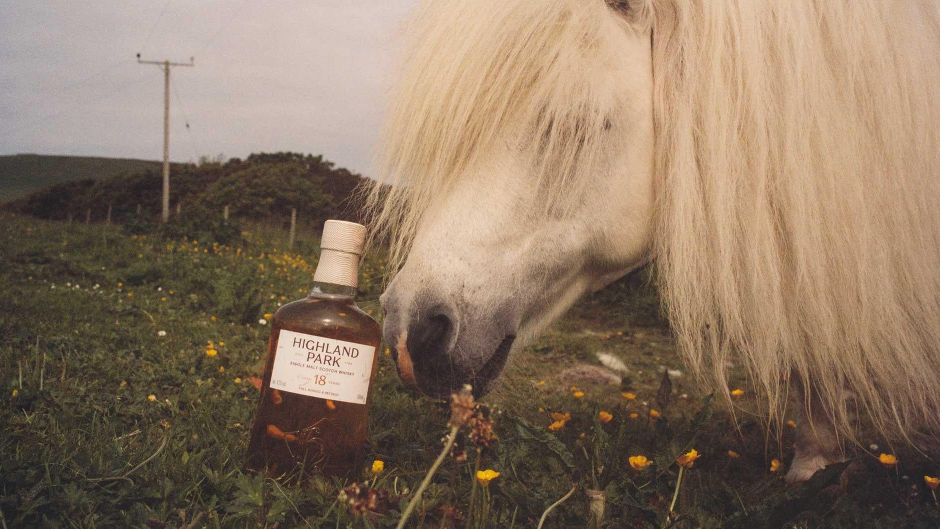 Horse beside Highland Park whisky bottle