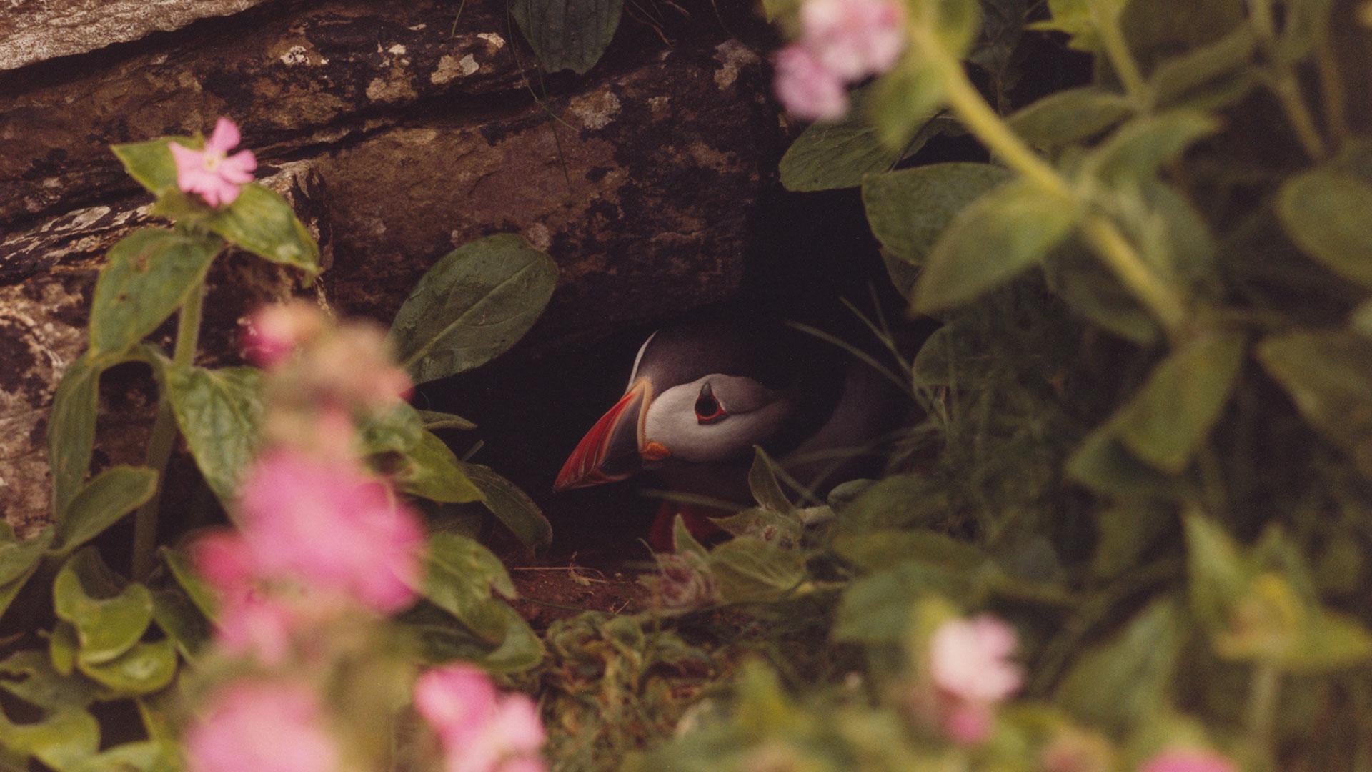 Puffin