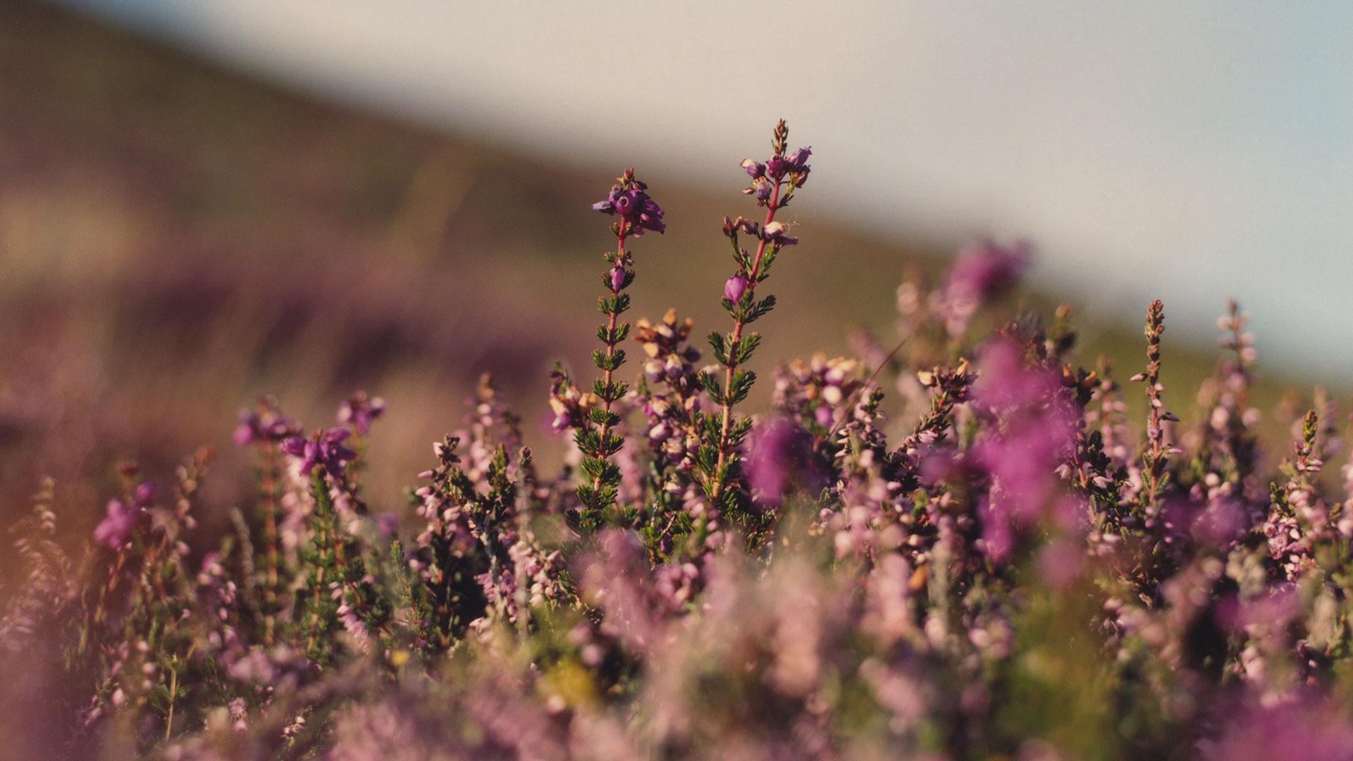 Heather Header