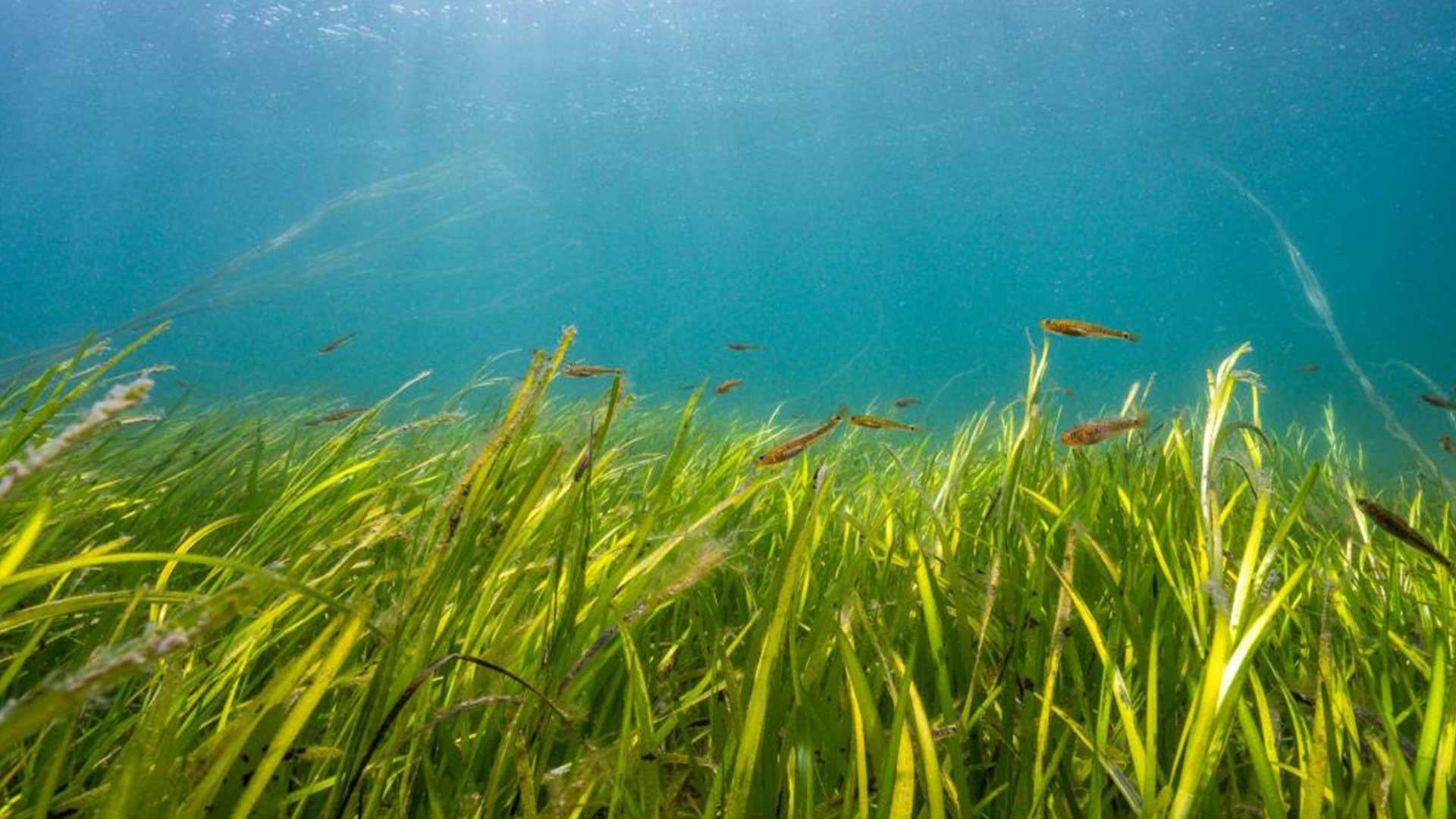 Project Seagrass 