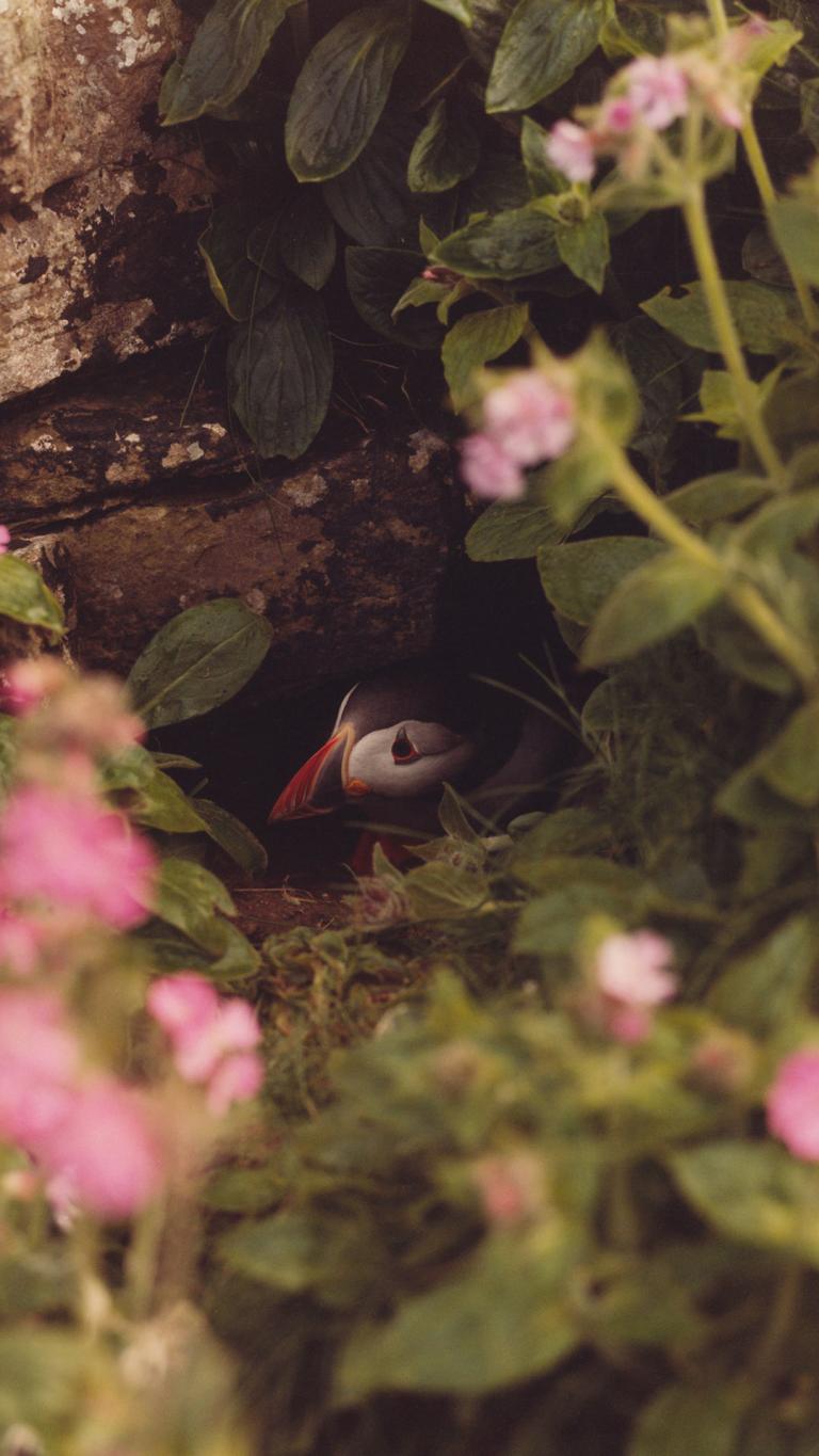 Puffin Mobile