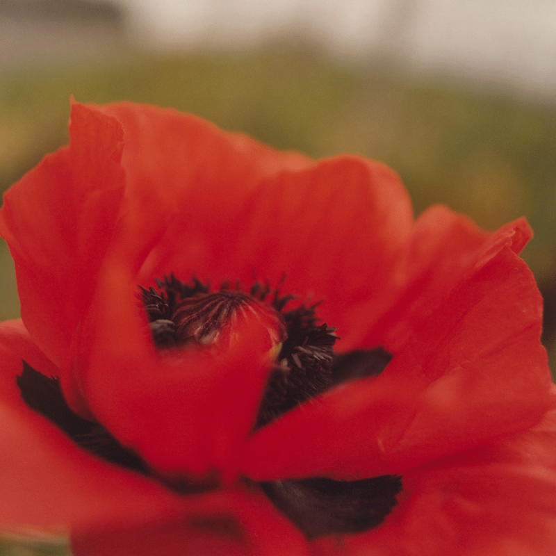 Orkney Flower