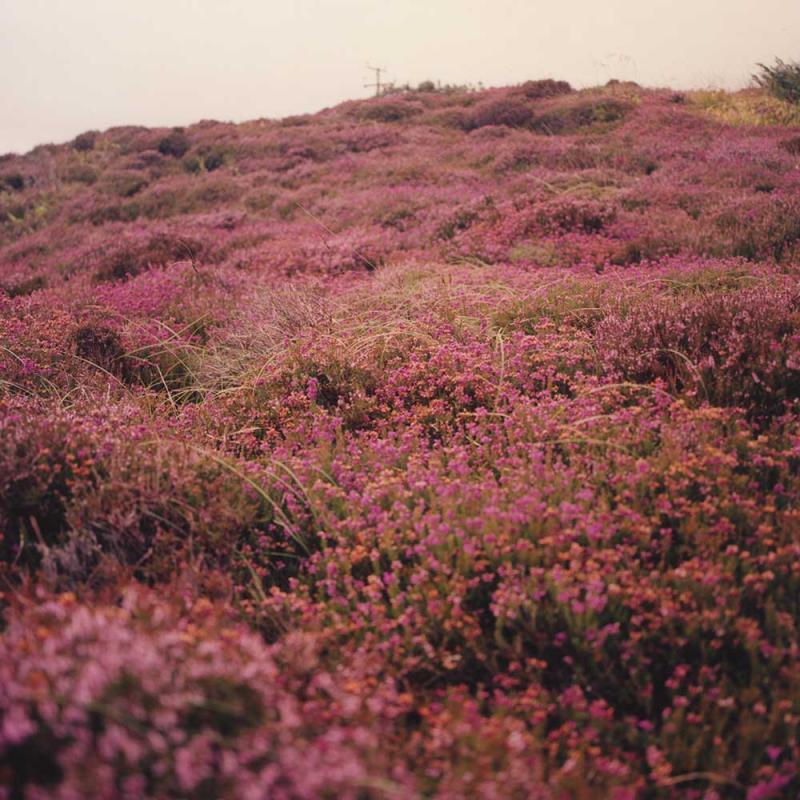 Heather Image
