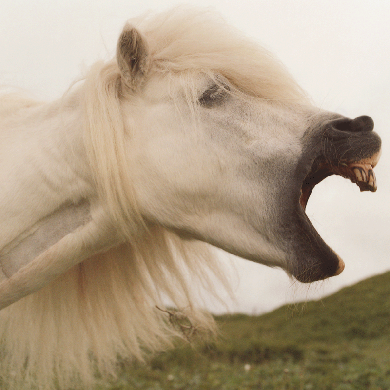 Orkney Horse