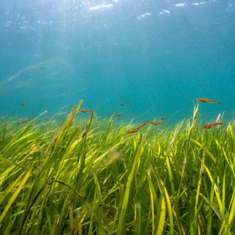 Project Seagrass